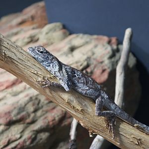 Frill-necked Lizard (Chlamydosaurus kingii), 10-09-25