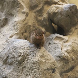 East African Dwarf Mongoose (Helogale parvula undulata), 10-09-25