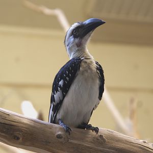 Von Der Decken's Hornbill (Tockus deckeni), 10-09-25