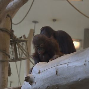 Bornean Orangutan (Pongo pygmaeus), 10-09-25