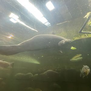 Antillean manatee image 2