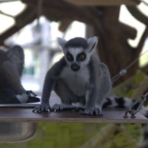 Ring-tailed Lemur (Lemur catta), 10-09-25