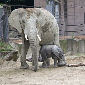 South African Elephant (Loxodonta africana africana), 10-09-25