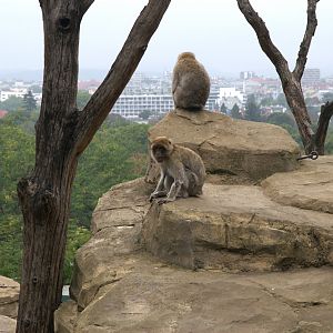 Barbary Macaque (Macaca sylvanus), 10-09-25