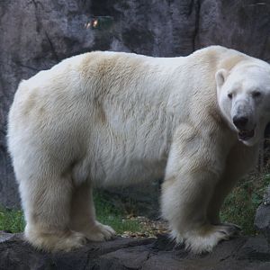 Polar Bear (Ursus maritimus), 10-09-25