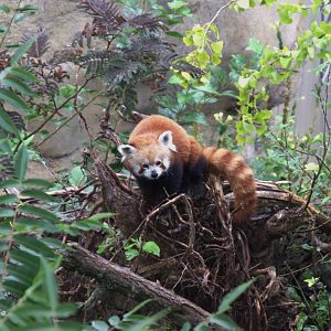 Nepalese Red Panda (Ailurus fulgens), 10-09-25