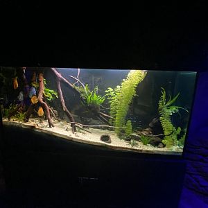 Discus cichlid aquarium