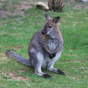 Red-necked Wallaby (Notamacropus rufogriseus), 10-09-25
