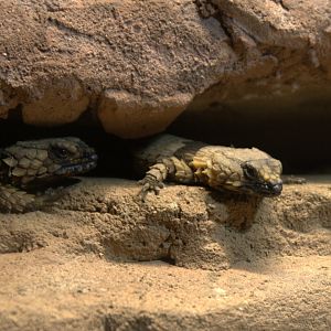 Armadillo Lizard (Ouroborus cataphractus), 10-09-25