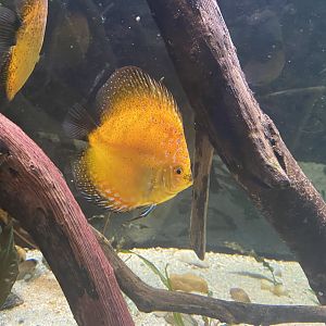 Discus cichlid