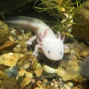 Axolotl