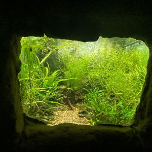 Killifish aquarium