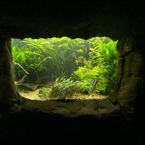 Freshwater angle fish aquarium