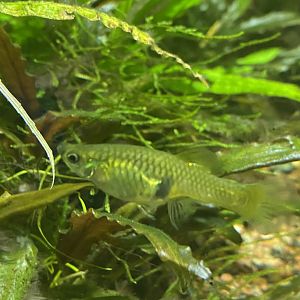 Killifish