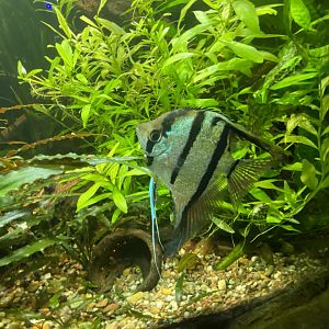 Fresh water angle fish