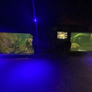 Large South American aquarium