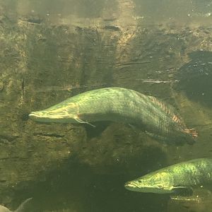 Arapaima