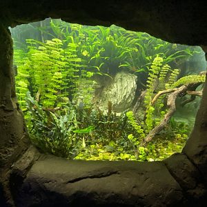 leporinus aquarium