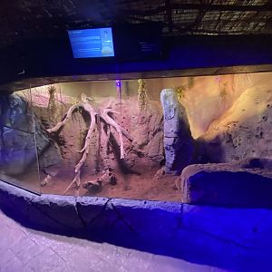 Large hairy armadillo enclosure