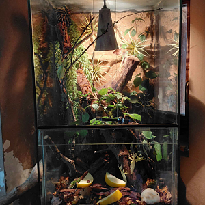 African house - invertebrate exhibit