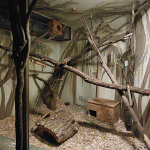 Bushbaby + Malagasy giant rat exhibit