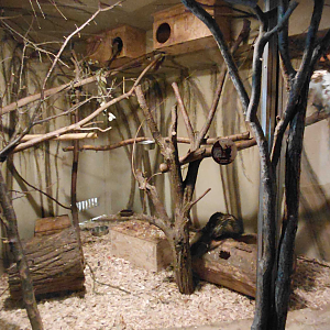 Galago + porcupine exhibit