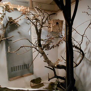 Antsangy + hedgehog tenrec exhibit