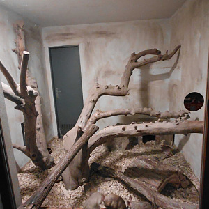 Malagasy giant rat exhibit