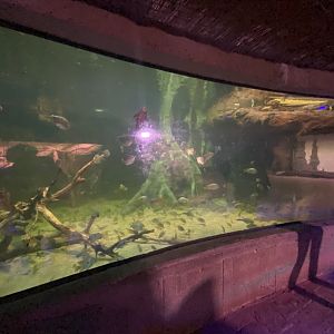 2nd large South American aquarium
