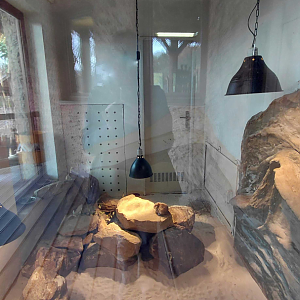 Common gundi exhibit