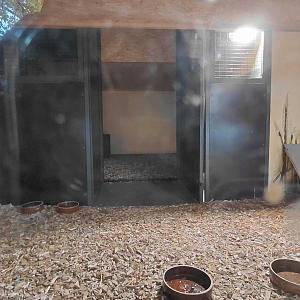 Blue duiker indoor exhibit