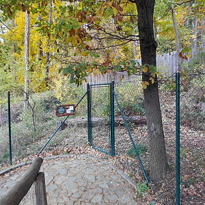 Blue duiker outdoor exhibit