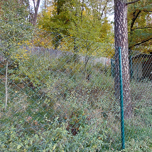 Blue duiker outdoor exhibit