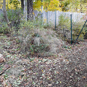 Blue duiker outdoor exhibit