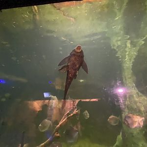 Pleco
