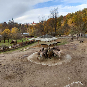Burchell's zebra exhibit
