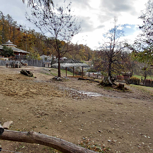 Burchell's zebra exhibit