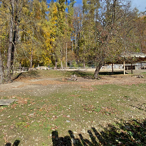 Burchell's zebra exhibit
