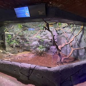 Andean cock of the rock enclosure