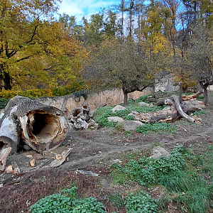 Striped hyena outdoor exhibit