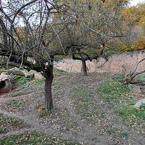 Striped hyena outdoor exhibit