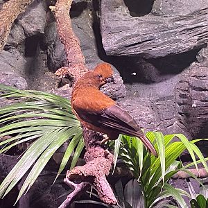 Andean cock of the rock