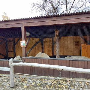 Pallas's cat exhibit #1