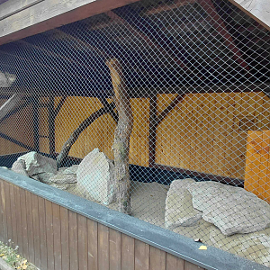 Pallas's cat exhibit #1