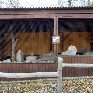 Pallas's cat exhibit #2