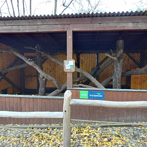 Geoffroy's cat exhibit #2