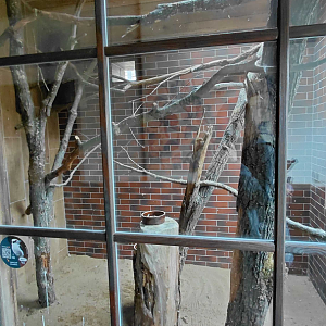 Kookaburra indoor exhibit