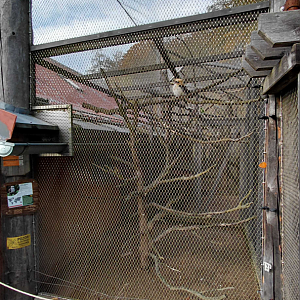 Kookaburra outdoor exhibit