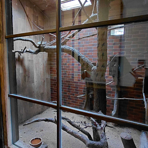 Rainbow lorikeet indoor exhibit