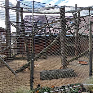 Lorikeet + guinea pig outdoor exhibit